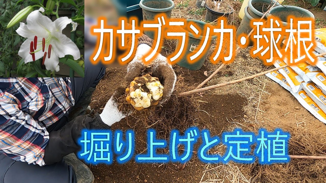 【カサブランカ・球根】掘り上げと定植　26/1/29