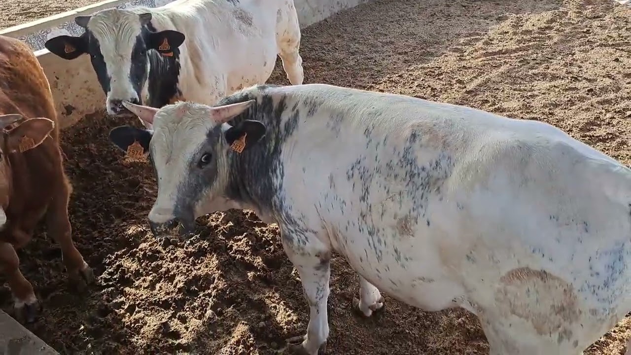 عجول التسمين وتحصين الجلد العقدي