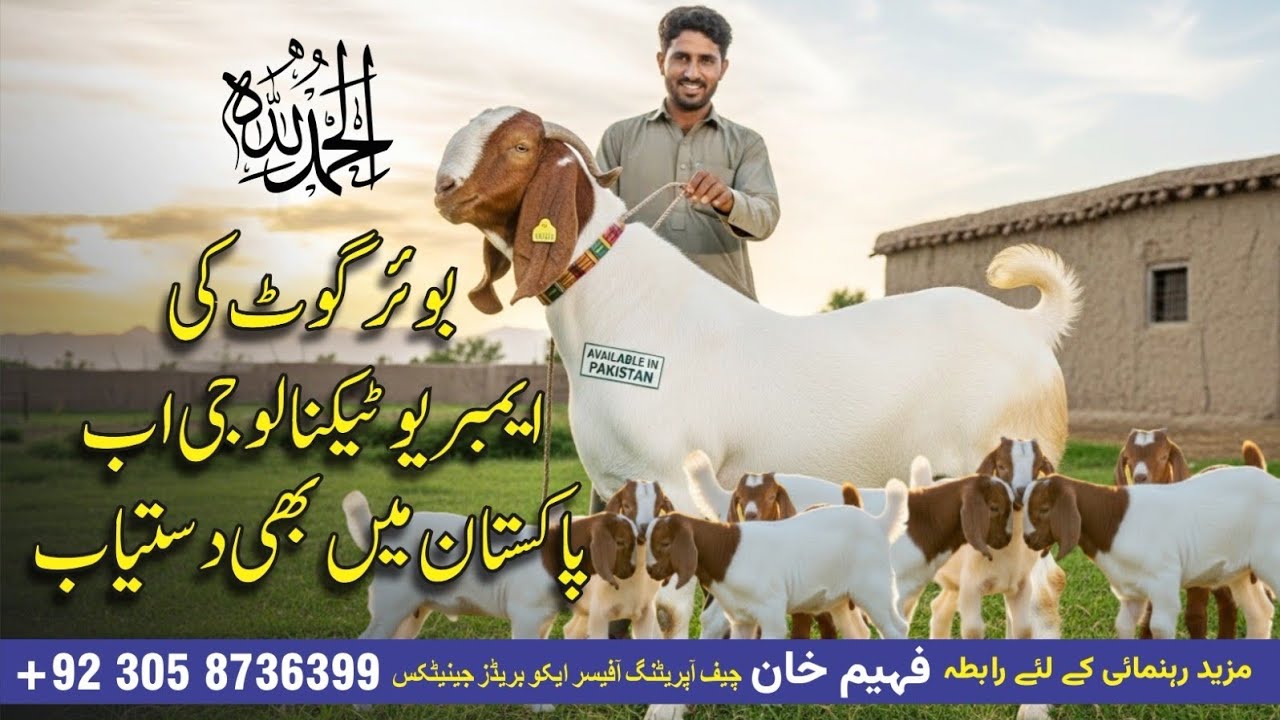 Embryo Transfer Technology in goats