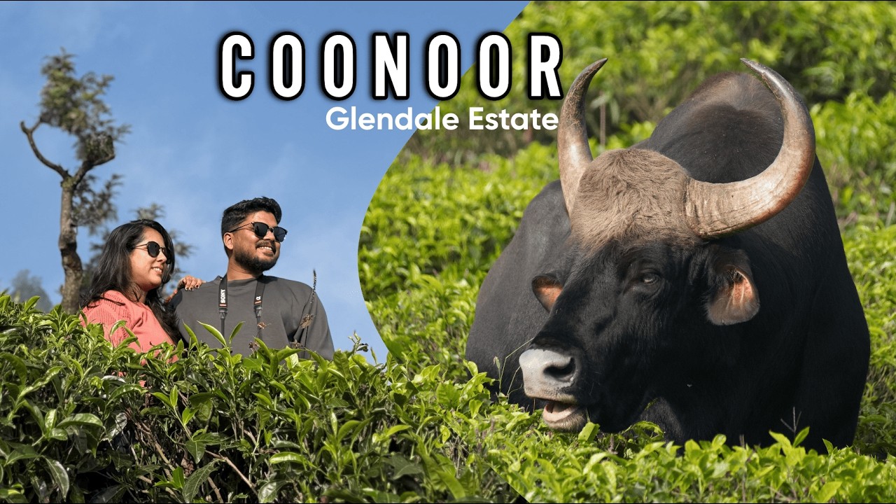 EP4: Coonoor | Scenic Drive to Droog Fort | A herd of Bison | Hodophile Footsteps