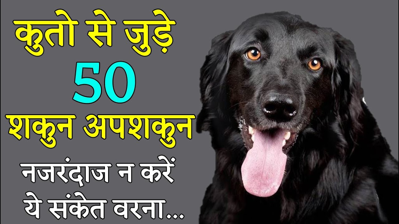 कुत्ते से जुड़े 50 शकुन अपशकुन के संकेत | नजरंदाज न करें कुत्तों के ये संकेत वरना होगा भारी नुक्सान