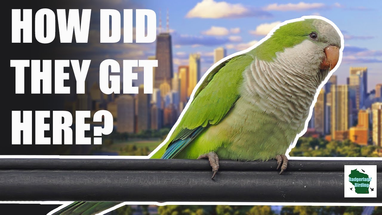 How Tropical Parrots Took Over Chicago