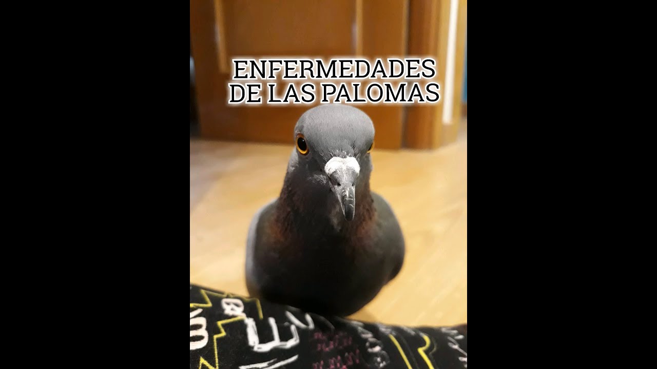 LAS ENFERMEDADES DE LAS PALOMAS