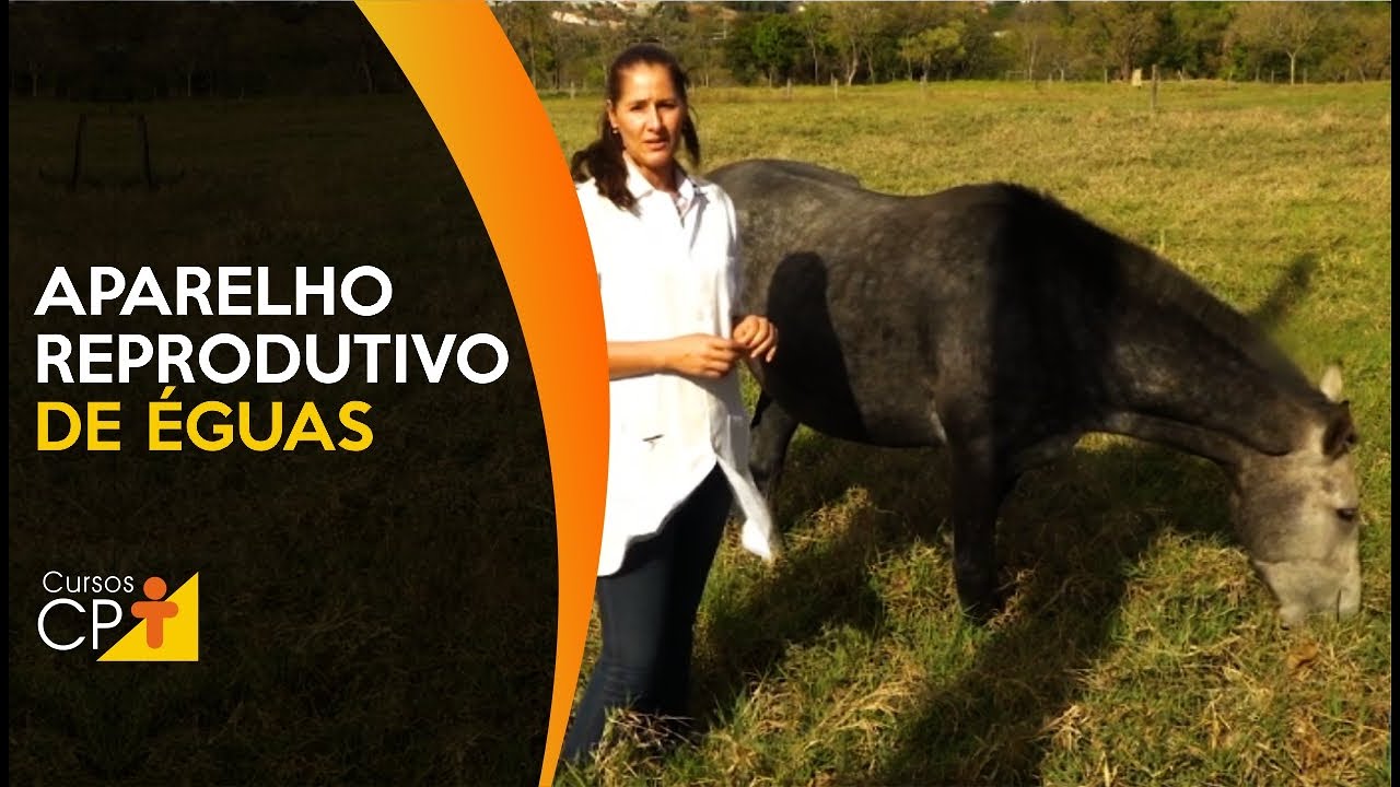 Fisiologia da reprodu&ccedil;&atilde;o de &eacute;guas - como funciona seu sistema reprodutivo l Cursos CPT