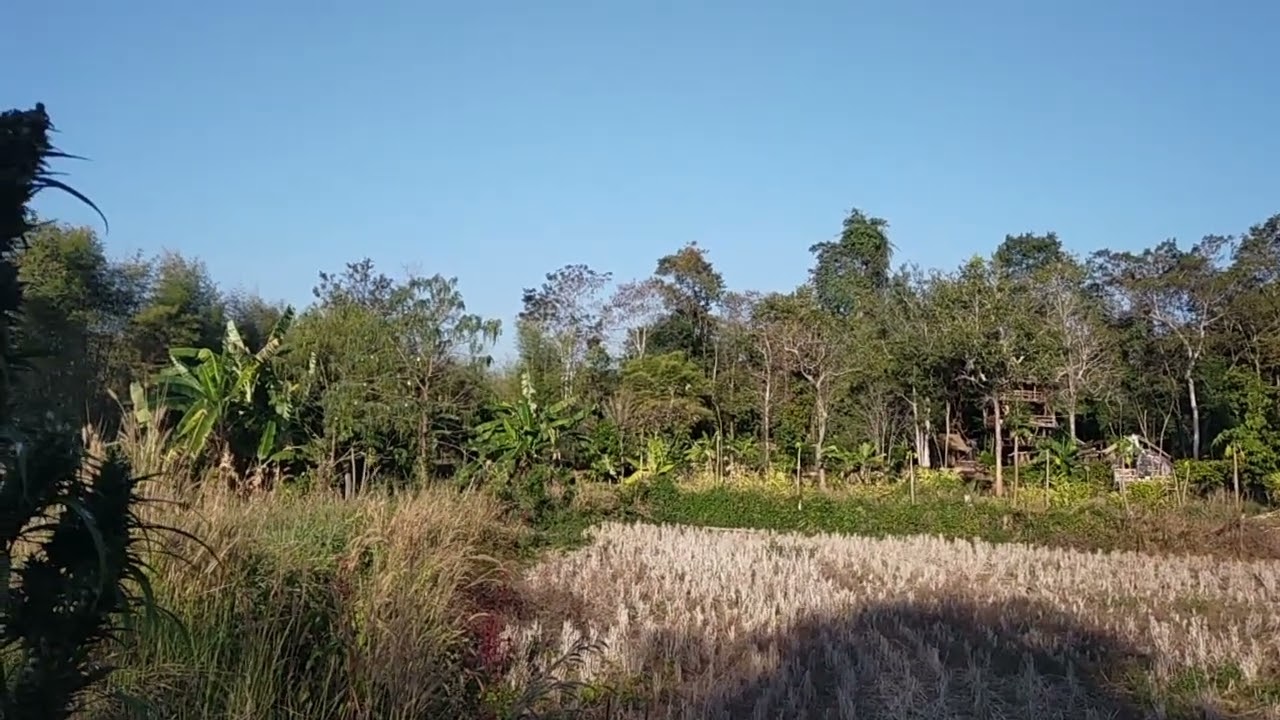 The Preservation Project at the Tree House Land