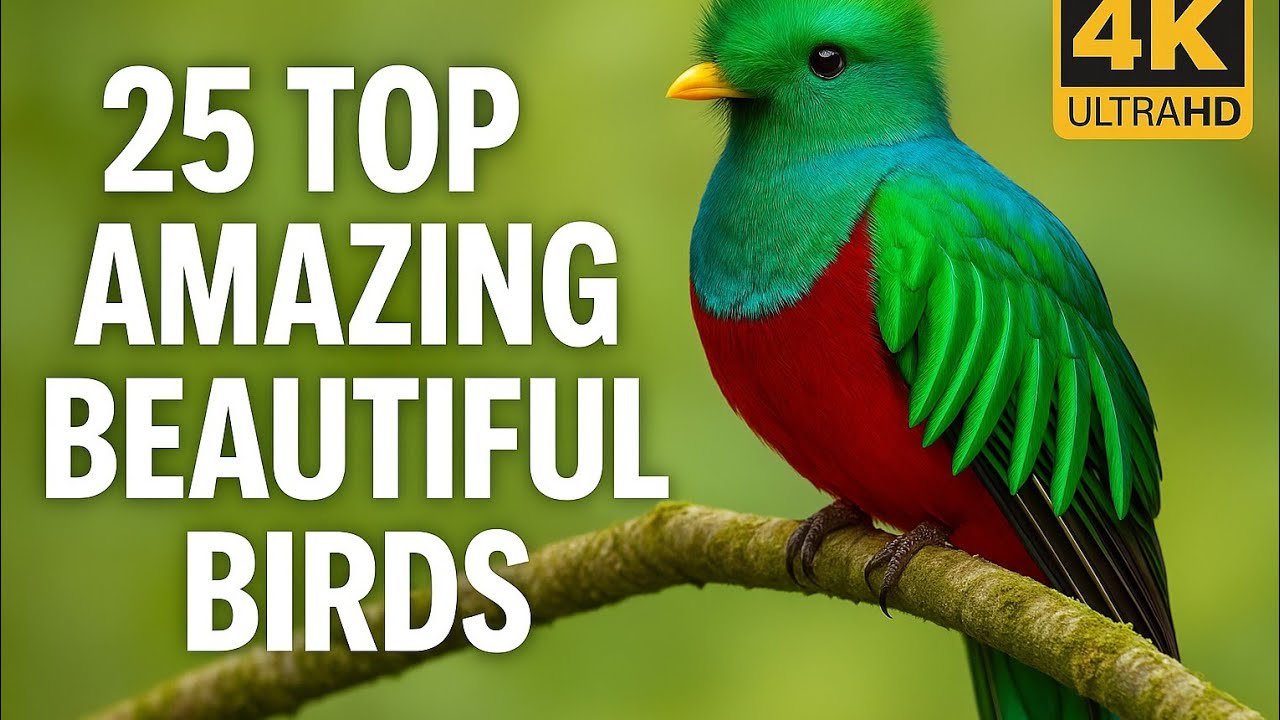 100 Stunning Birds That Prove Nature Is a Miracle| Ep 1:25 Tropical&Colorful Birds 4K Relaxationfilm