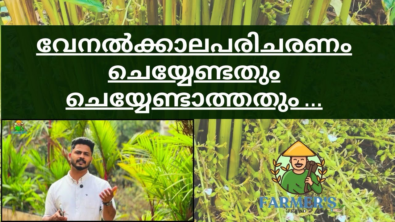 വേനൽക്കാലപരിചരണം,ചെയ്യേണ്ടതും ചെയ്യേണ്ടാത്തതും..#cardamom #agriculture #farming 