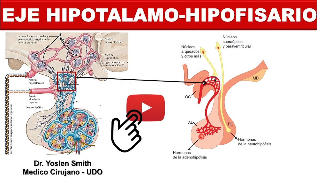 EJE HIPOTALAMO-HIPOFISARIO. ¡FÁCIL!