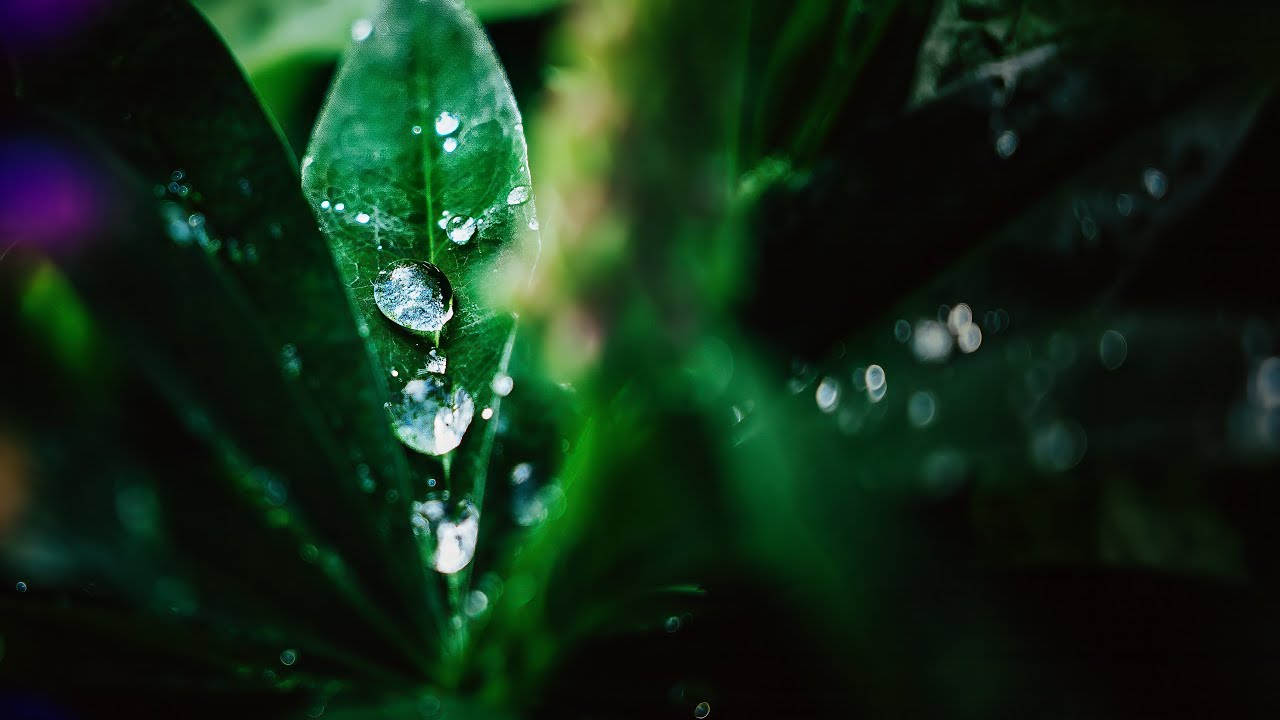 Nature 4K - Sony &alpha;7III