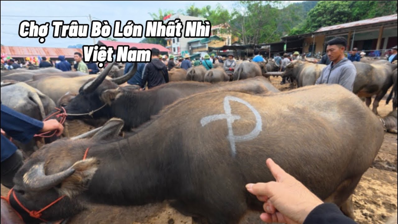 Khám phá Chợ Trâu Bò Nghiên Loan đặc biệt lớn nhất nhì Việt Nam..!
