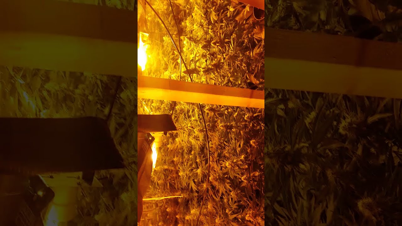Green poison grow!