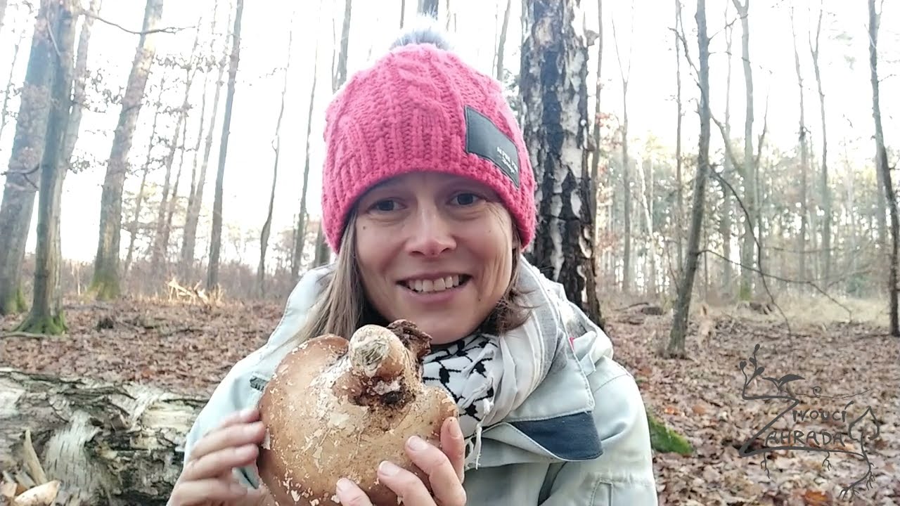 Březovník obecný (Zima! Na houby!)
