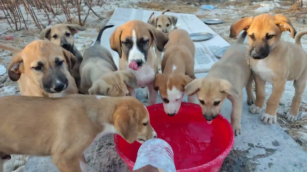 Голодные, жаждущие и одинокие — кормим брошенных уличных щенков 🐾😢