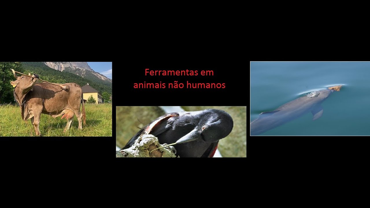 Ferramentas de animais