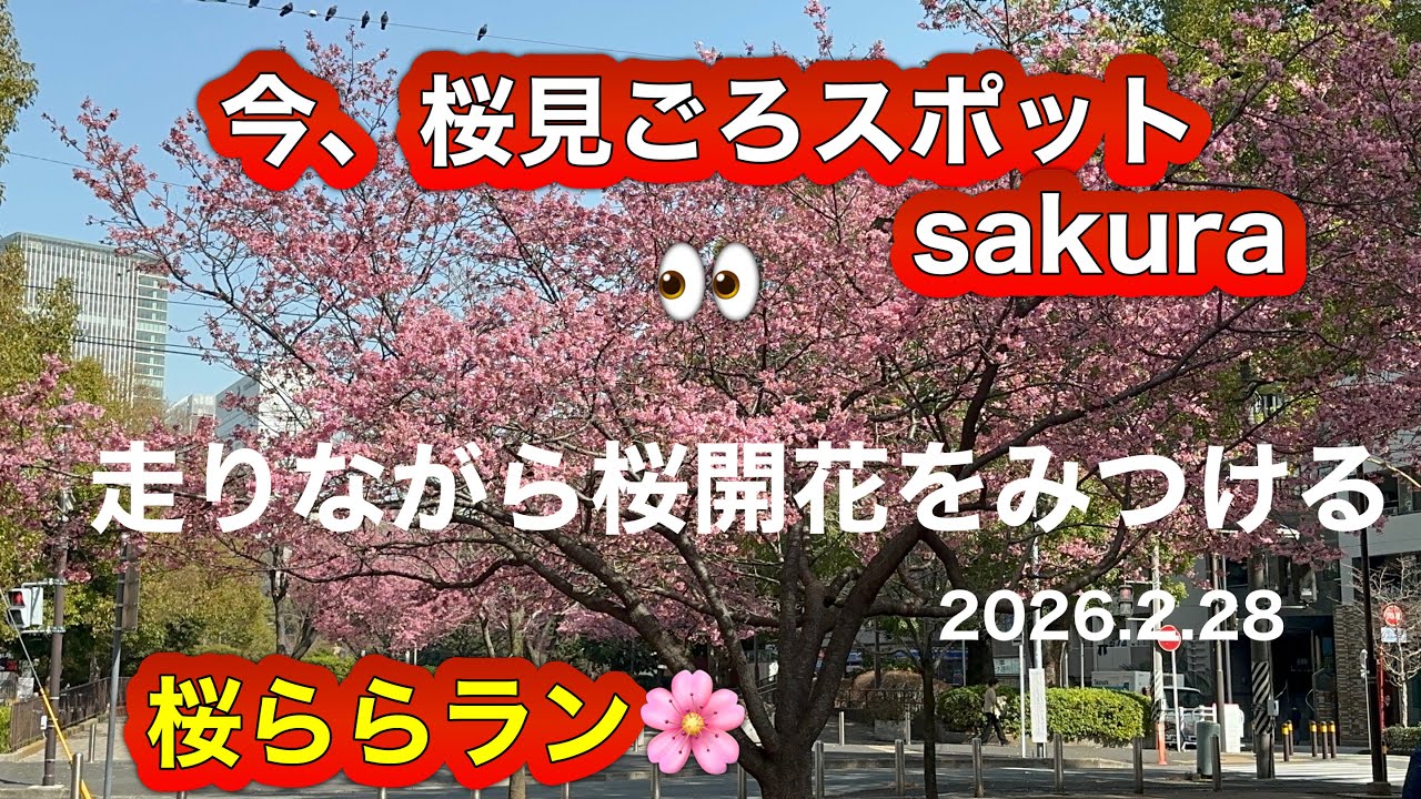 桜が咲いてる場所を走りながら見つける👀桜ららラン🌸【2026.2.28】