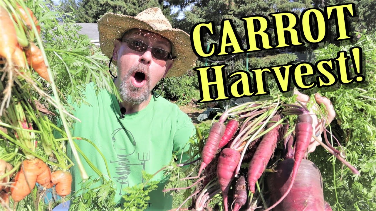 MASSIVE End of Season Carrot Harvest - Straw Bale Gardening