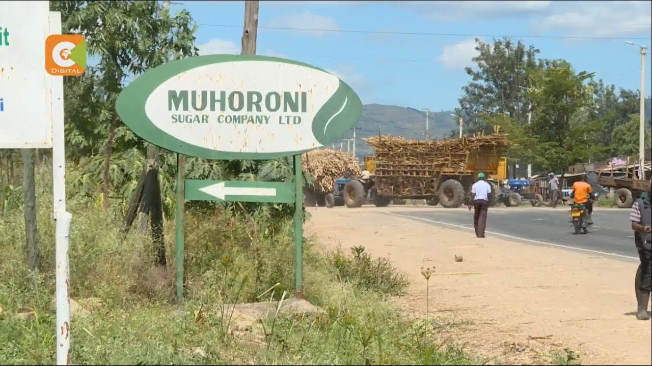 BITTER SWEET | Muhoroni Sugar in the red