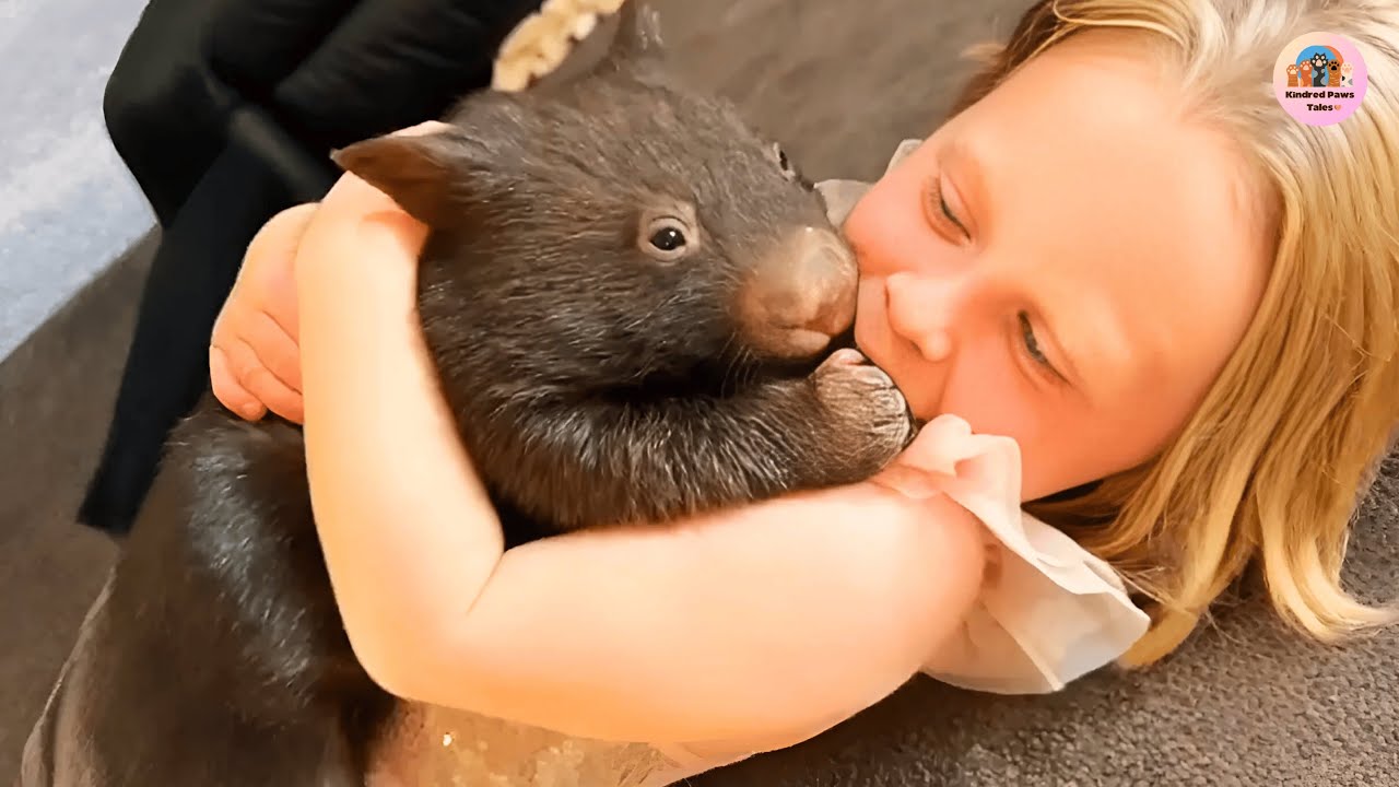Ashley Found Stormmy the Wombat After the Fire and He Never Left Her Side
