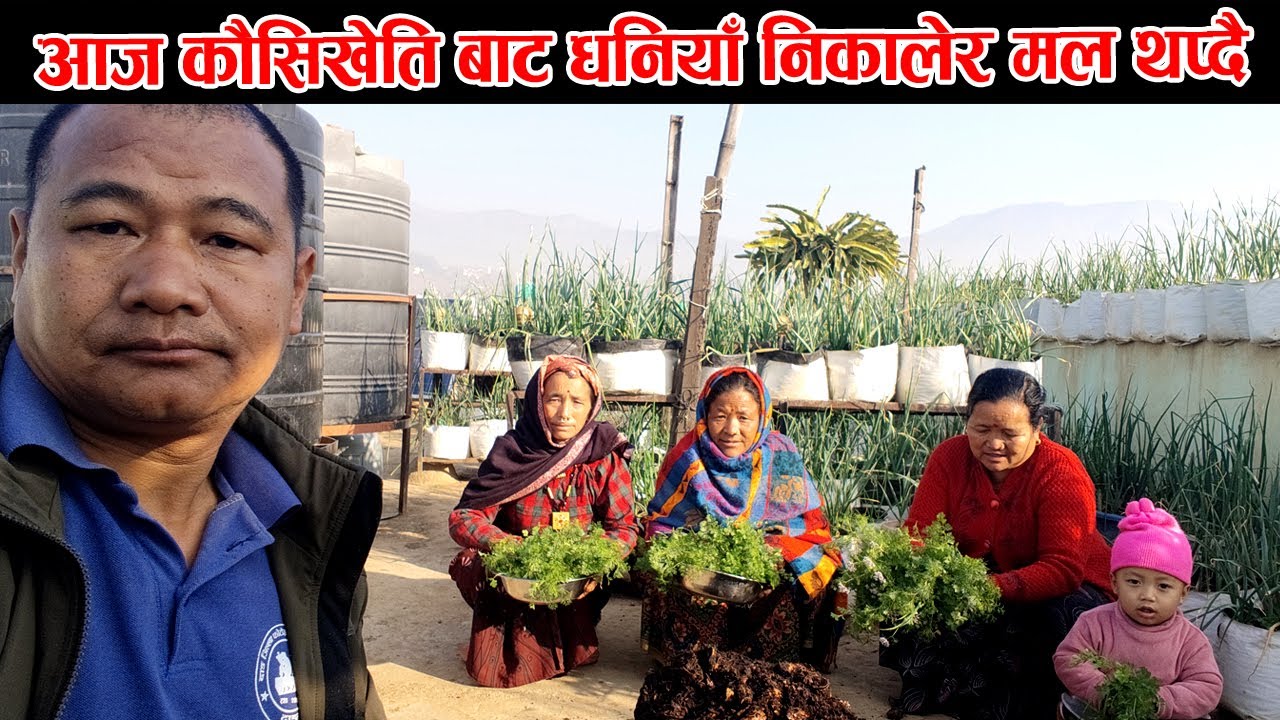 Kaushimaa Dhaniya nikalera Maljal Thapdai  Tulsipur 5 Dang @Hariomokaychha @GambeshiVlogs