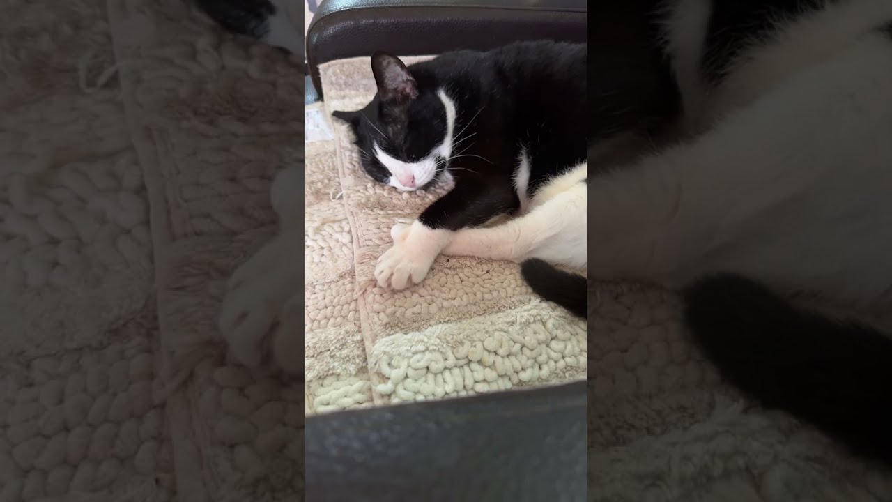 「睡睡擼擼的一天」睡著都像笑的貓咪！