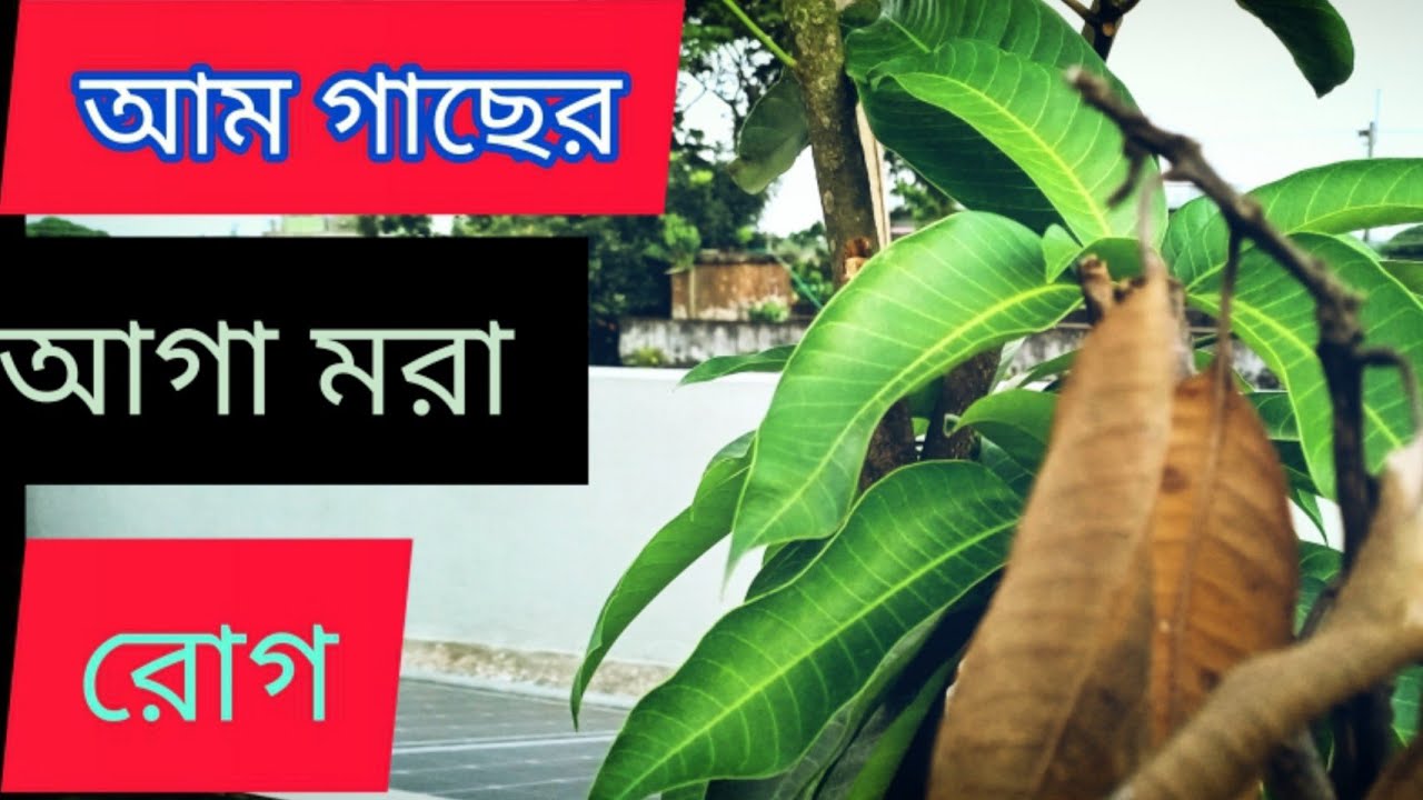 আম গাছের, আগা মরা রোগের লক্ষণ। ও দমন ব্যবস্থাপনা।