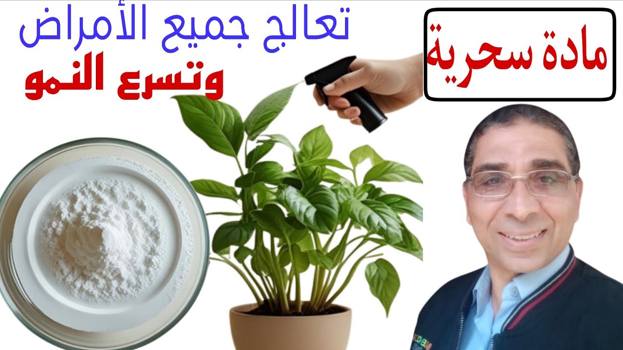 سر نجاح نباتاتك! تركيبة منزلية تقضي على الفطريات والحشرات وتقوي التربة والنمو!