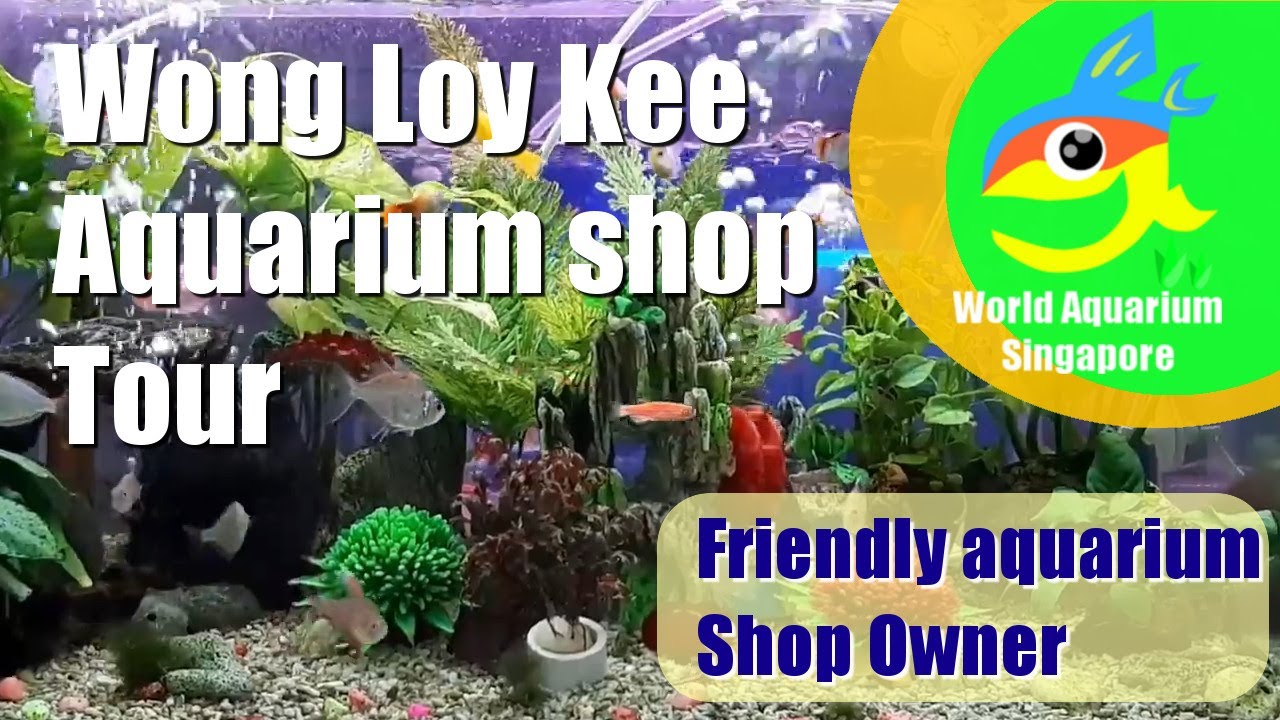Aquarium Shop visit to Wong Loy Kee Aquarium and Monster Grand Champion Goldfish