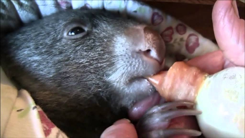 Baby Wombat's Day