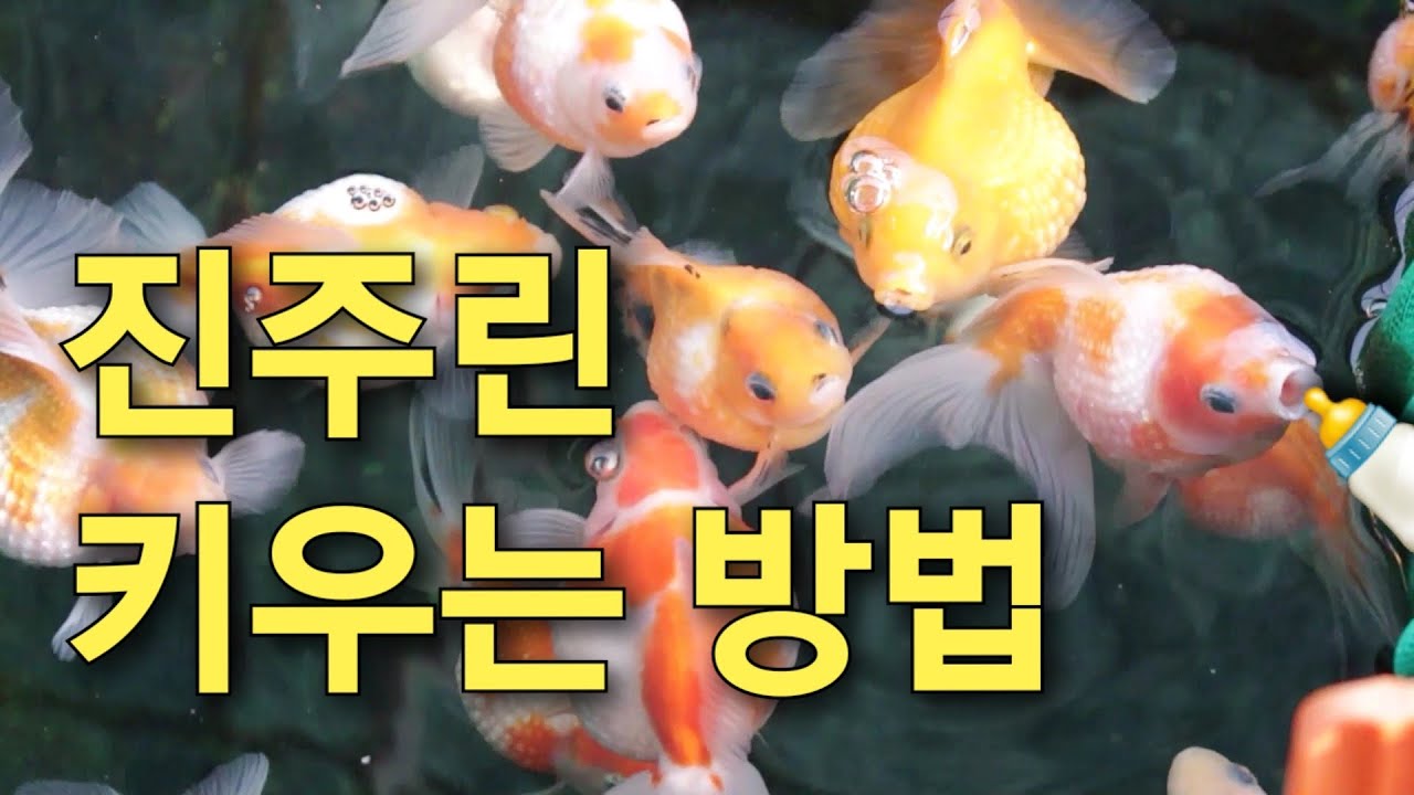 금붕어 전문가 직접 알려주는 - 진주린 키우기 방법