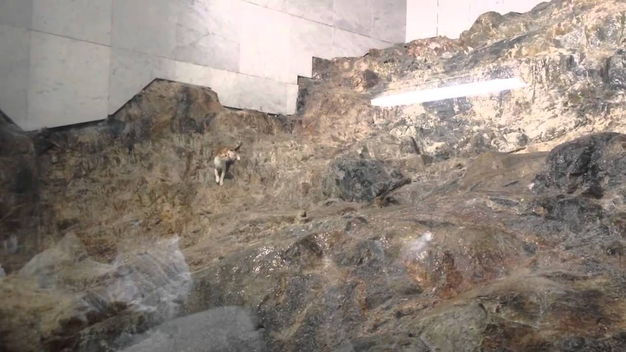 A cat walks atop Mount Safa inside the Grand Masjid in Makkah.