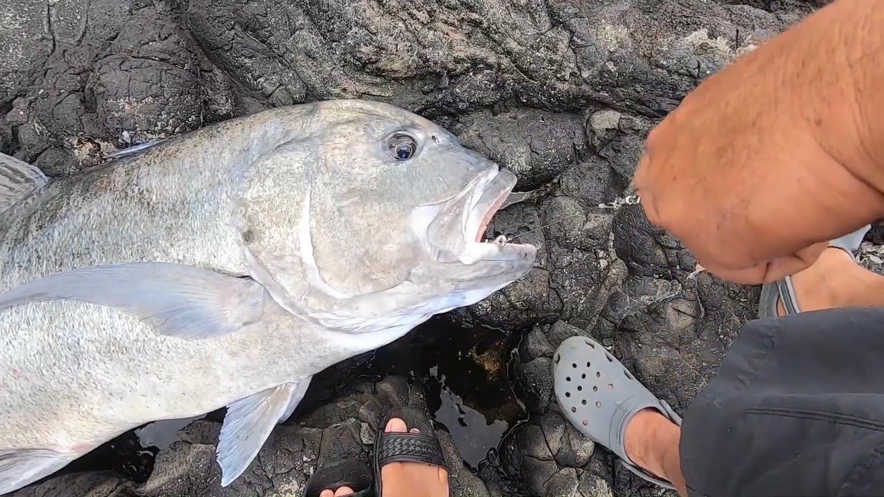 ONE 85 Pound ULUA!!!