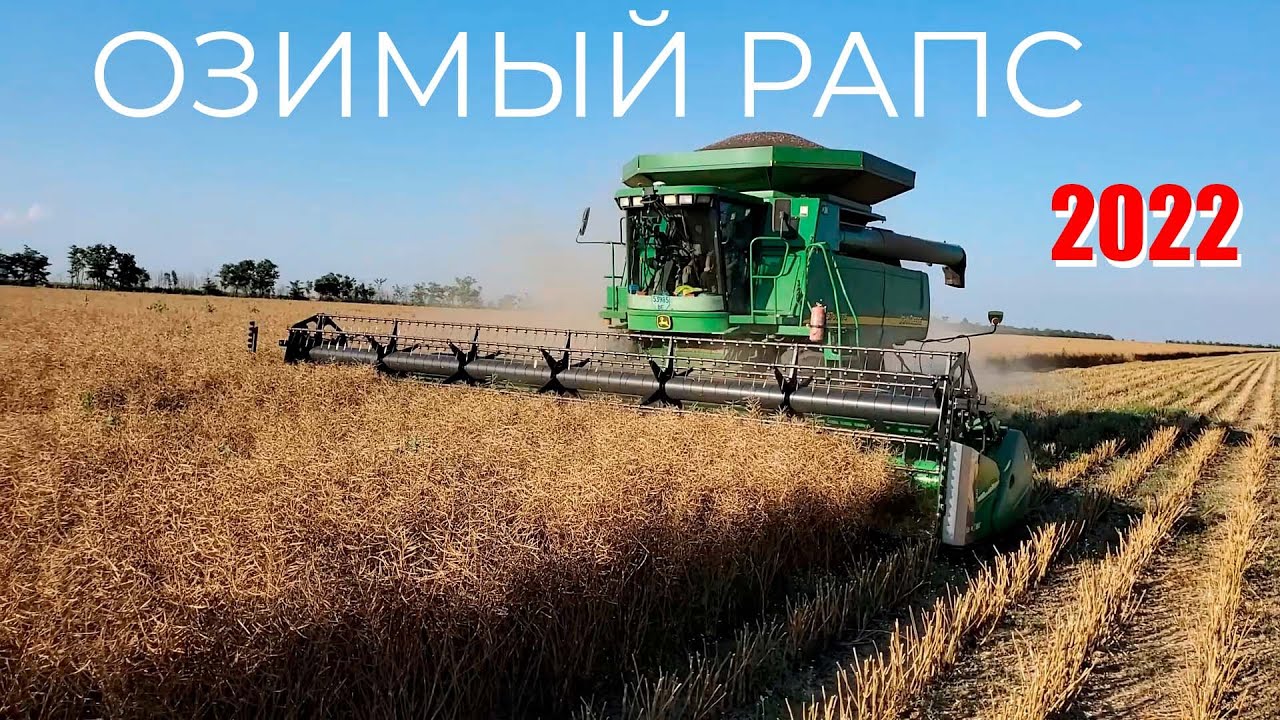 Озимый рапс по разным технологиям: no-till, strip-till, вспашка, дисковка. Семена, сроки посева.