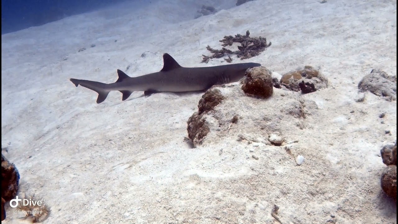 Palau Dive Day 1: Ulong Channel, Sandbar, & Jake Float Plane
