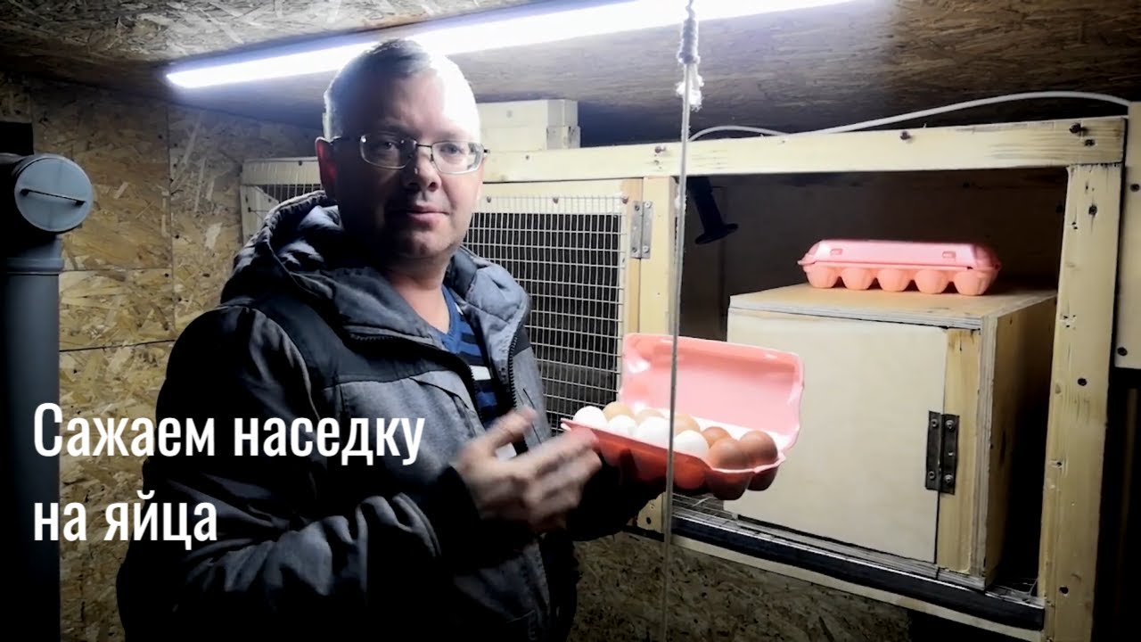 Сажаем НАСЕДКУ (КВОЧКУ) на ЯЙЦА! ИНКУБАЦИОННОЕ ЯЙЦО.