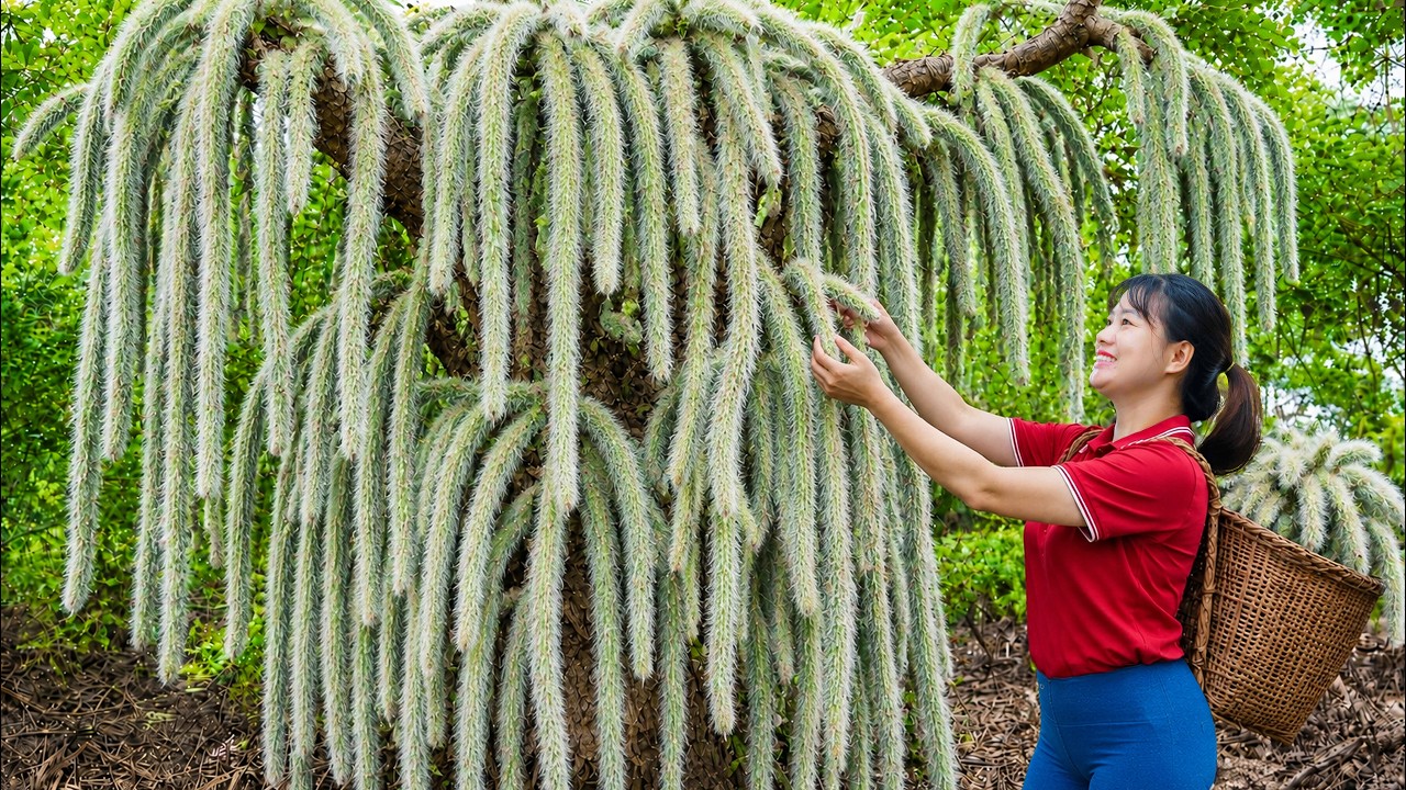 Harvesting Rare Long Cactus | From Tropical Mountains Harvest to Village Market