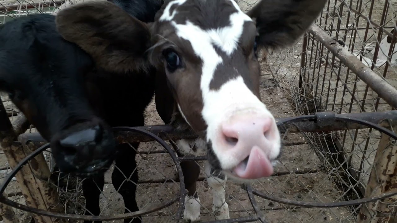 Feeding Calves In A Hunjra Dairy Farm |
