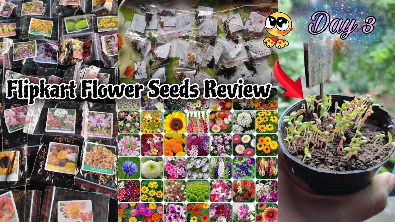Flipkart Flower Seeds Review|Aero Seeds Combo of 40 Variety Flower|Winter Flower Seeds On Flipkart