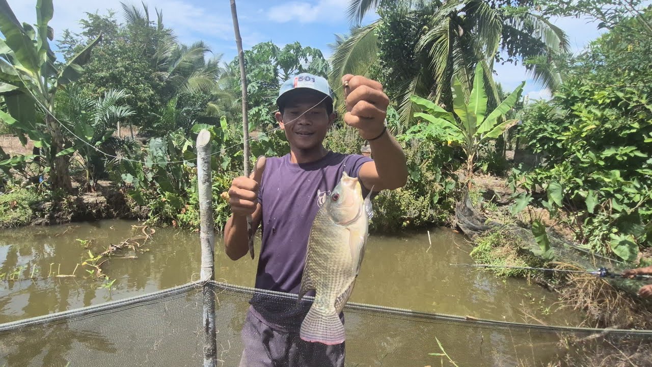 NILA BABON DARI LAHAN CETAK SAWAH TRANSMIGRASI PESISIR KALIMANTAN UTARA