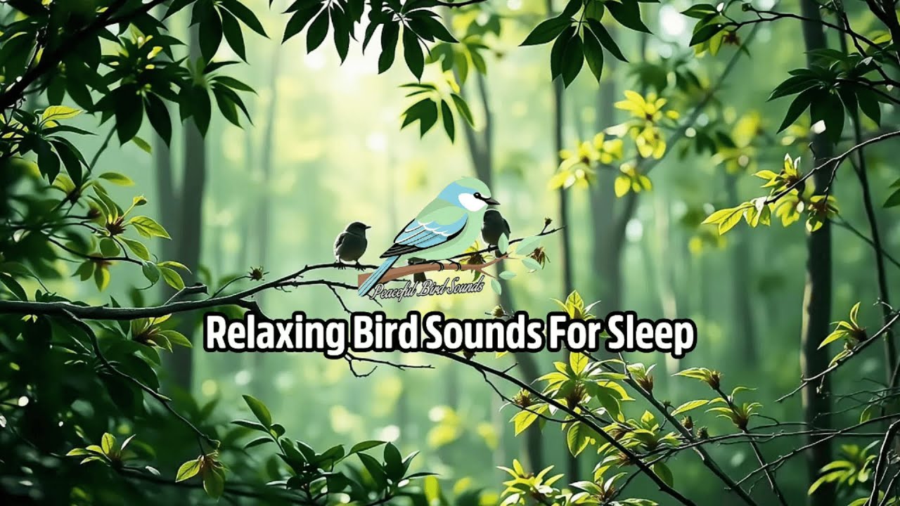 Relaxing Forest Bird Sounds for Anxiety Relief