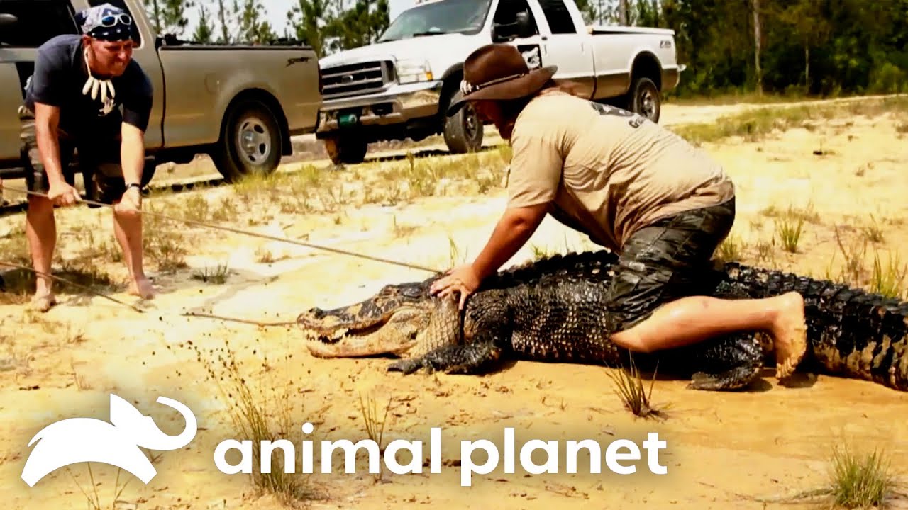 10 Foot Gator ATTACKS Cattle Farm! | Gator Boys | Animal Planet