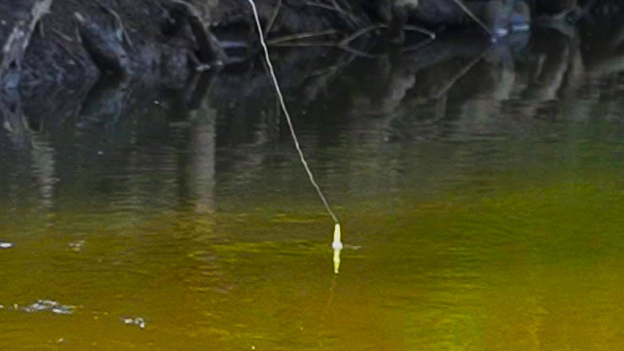 TINY CREEK FISHING Summer Steelhead - Bobber Down!