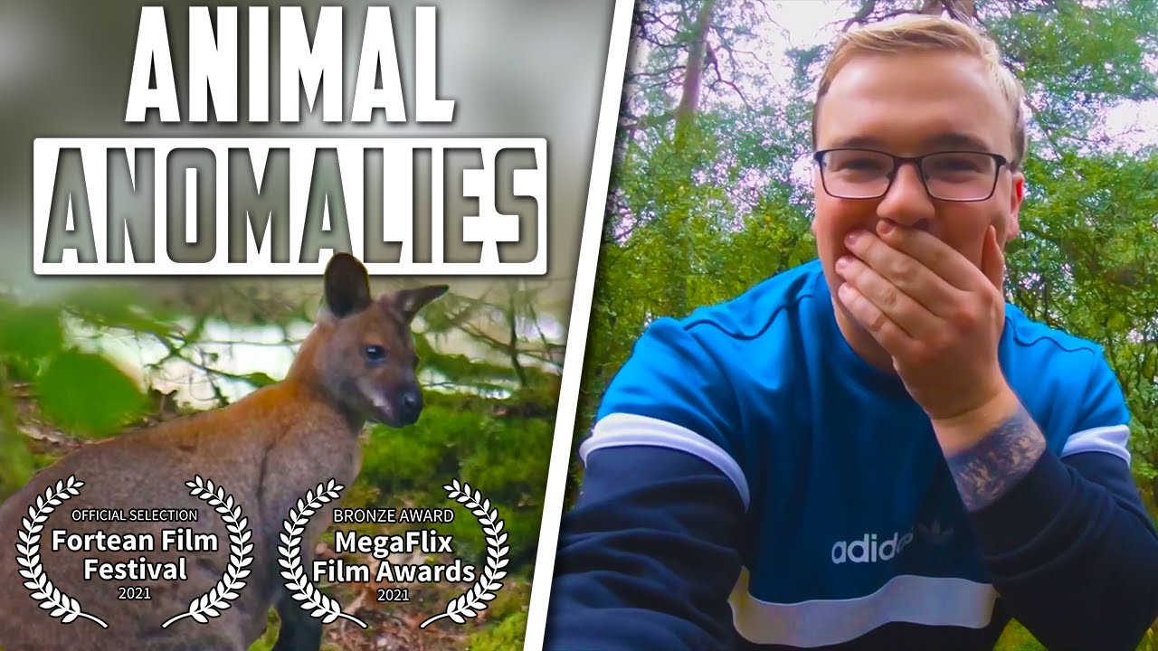 WALLABIES In The UK? Here's WHERE To FIND Them! | (Animal Anomalies)