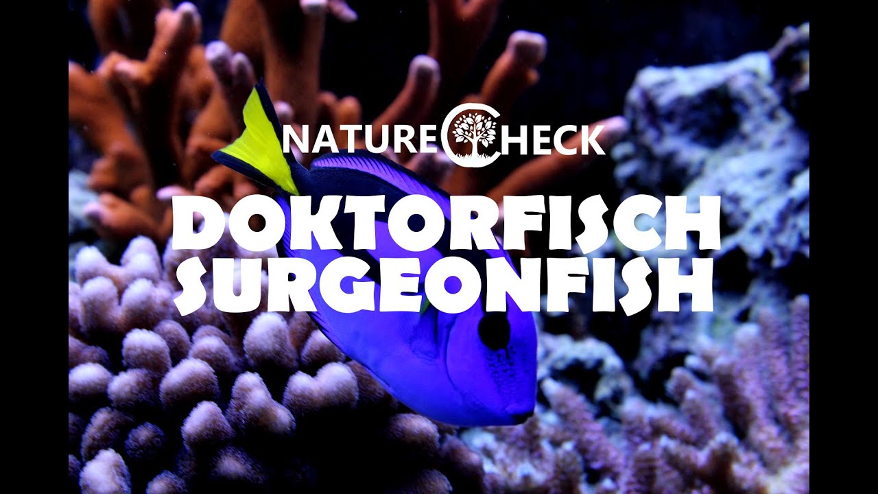 Doktorfisch - Hippo Tang
