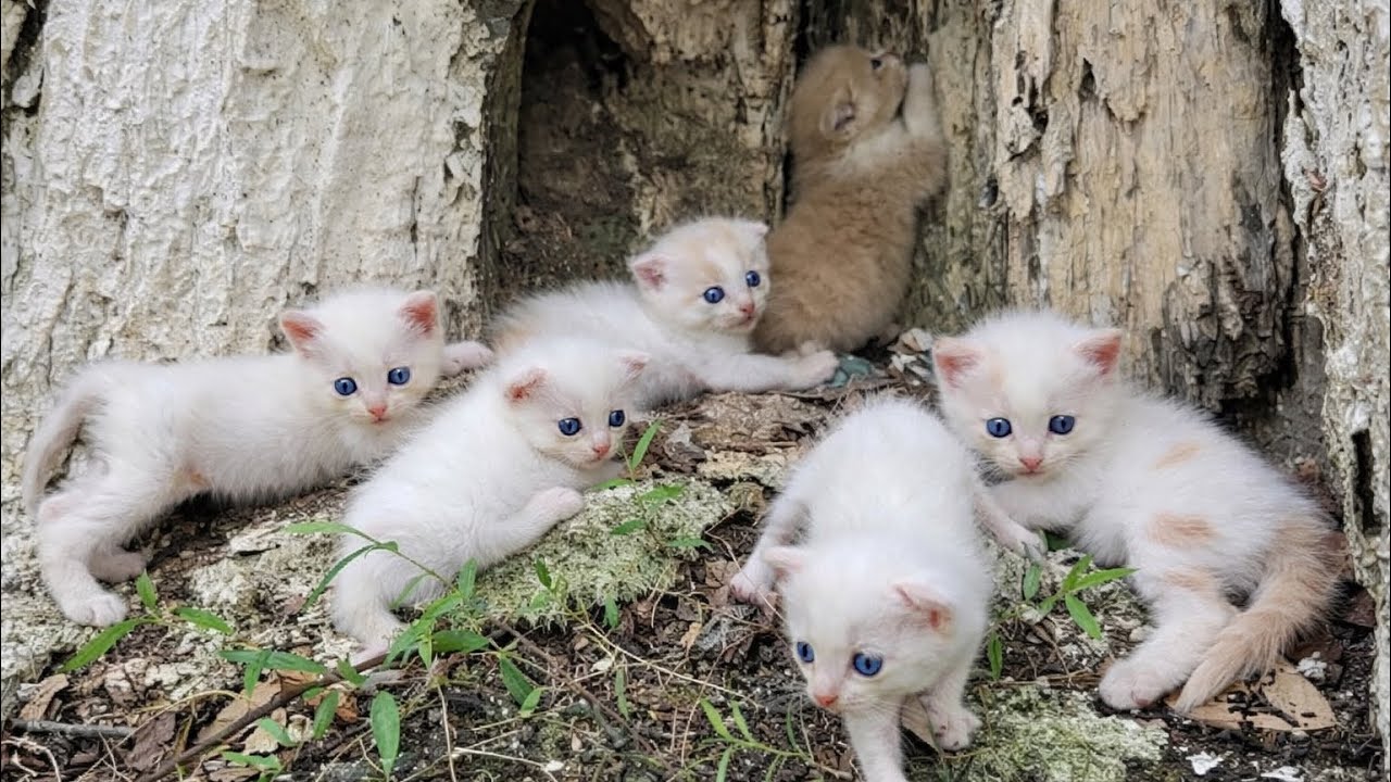 I adopt homeless kittens meowing on the side of the road, Small rescued, kittens little so cute