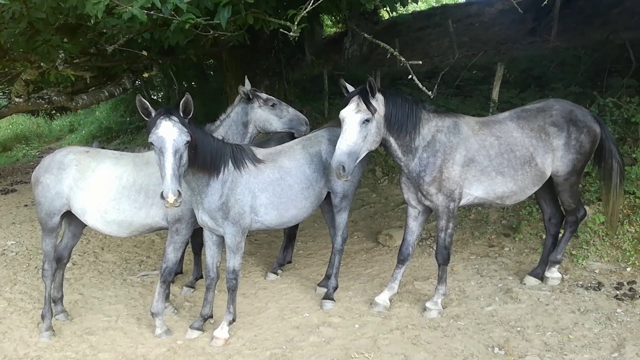 LIPIZZANERS YOUNG COLT 2017 STALLIONS LIPIZZANS BOUDOU