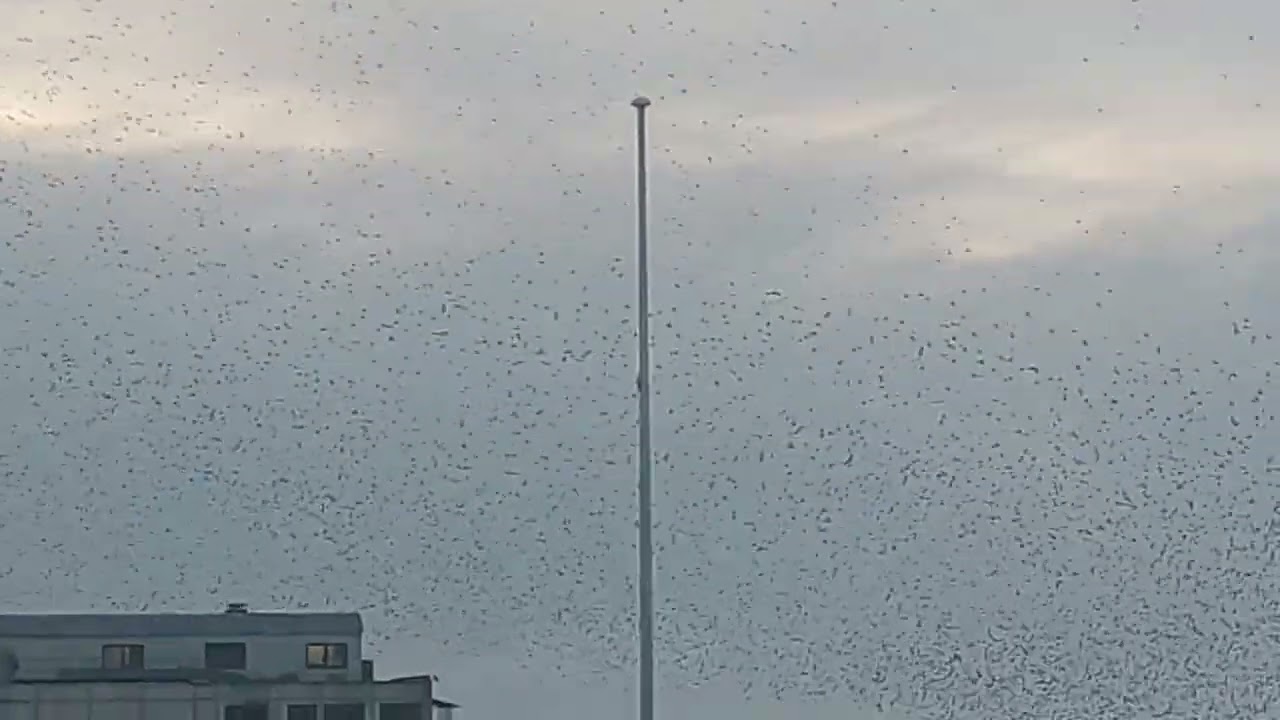 Murmuration of Starlings at Aberystwyth Pier, 7 February 2024