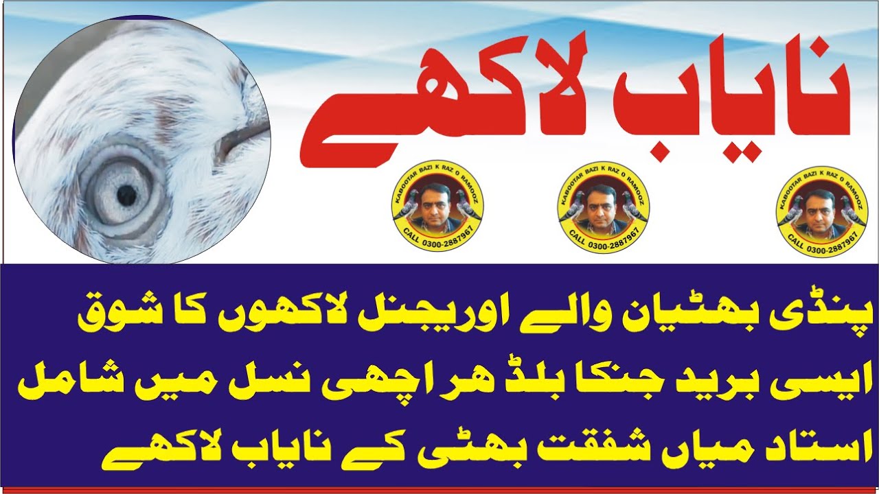 nayab lakha breed ,original pindi bhattian waly ustad mian shafqat ky 100 saal purany lakho ka shook