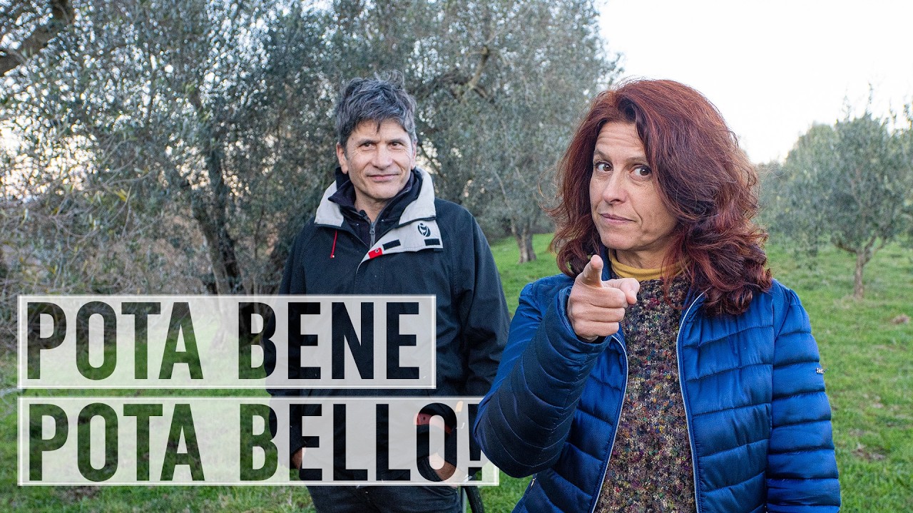 ORRORI di POTATURA. Come NON potare un OLIVO🤬