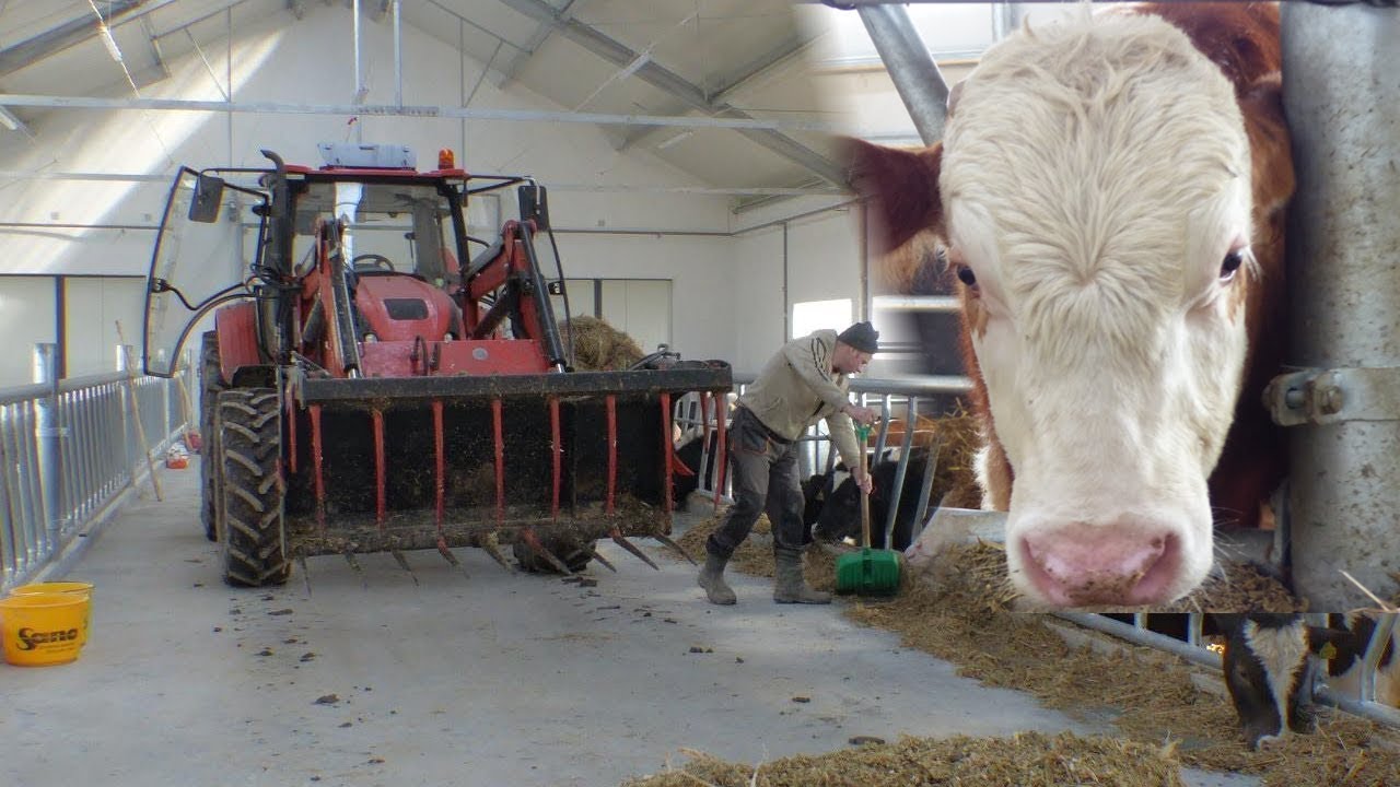 ☆Pierwsze byczki w nowej oborze 2018 |Nowa Obora|☆