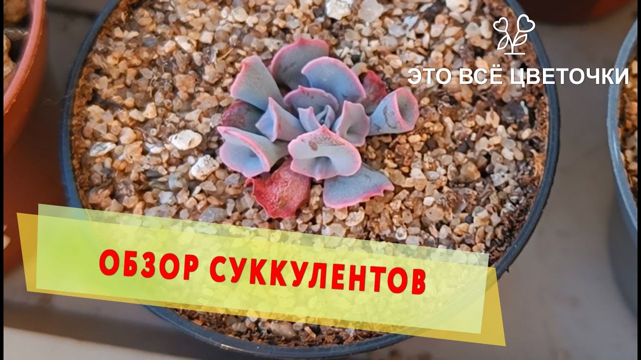 Литопс начал линять  Обзор суккулентов